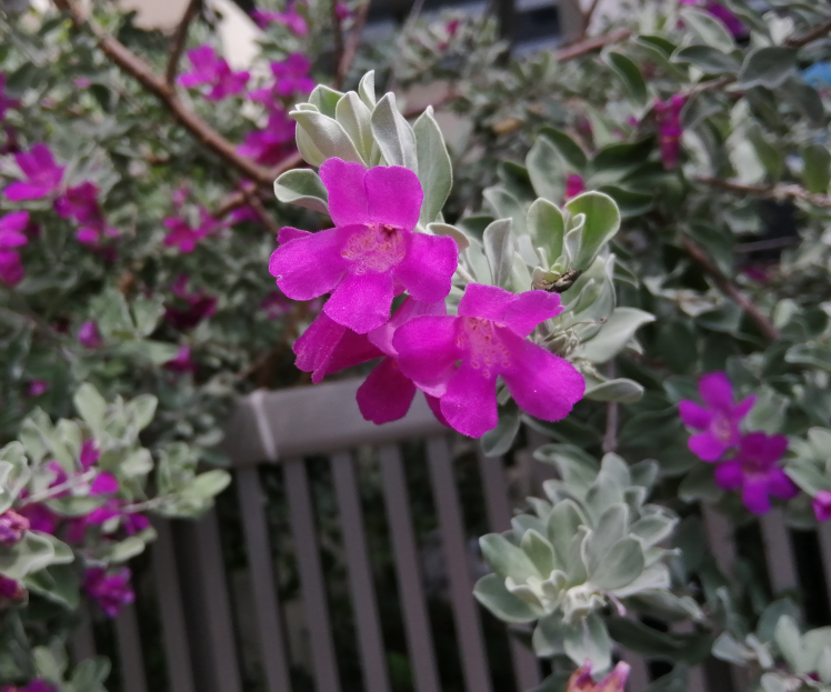 白っぽい葉っぱで濃いピンクの花が咲いた木を見付けました 何と Yahoo 知恵袋