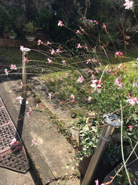 この花は何という名前の花ですか ガウラかな Yahoo 知恵袋