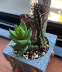 サボテンがふにゃふにゃの柔らかい状態になってしまいました サイズも Yahoo 知恵袋