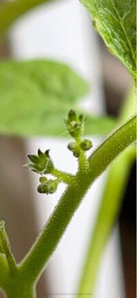 ミニトマトです 花芽でしょうか はじめて見たんですがあまりにも小さいので Yahoo 知恵袋