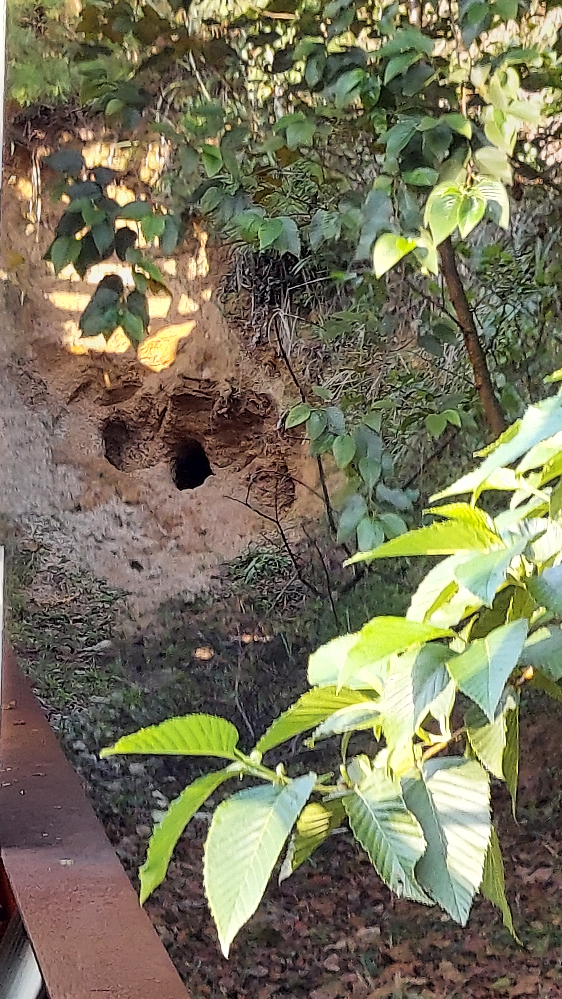 冬眠中のツキノワ熊を叩き起こす方法は次のうちどれが最も効果的ですか Yahoo 知恵袋