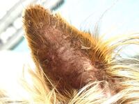 引越ししたらトイレトレーでおしっこができなくなりました 本当に困って Yahoo 知恵袋