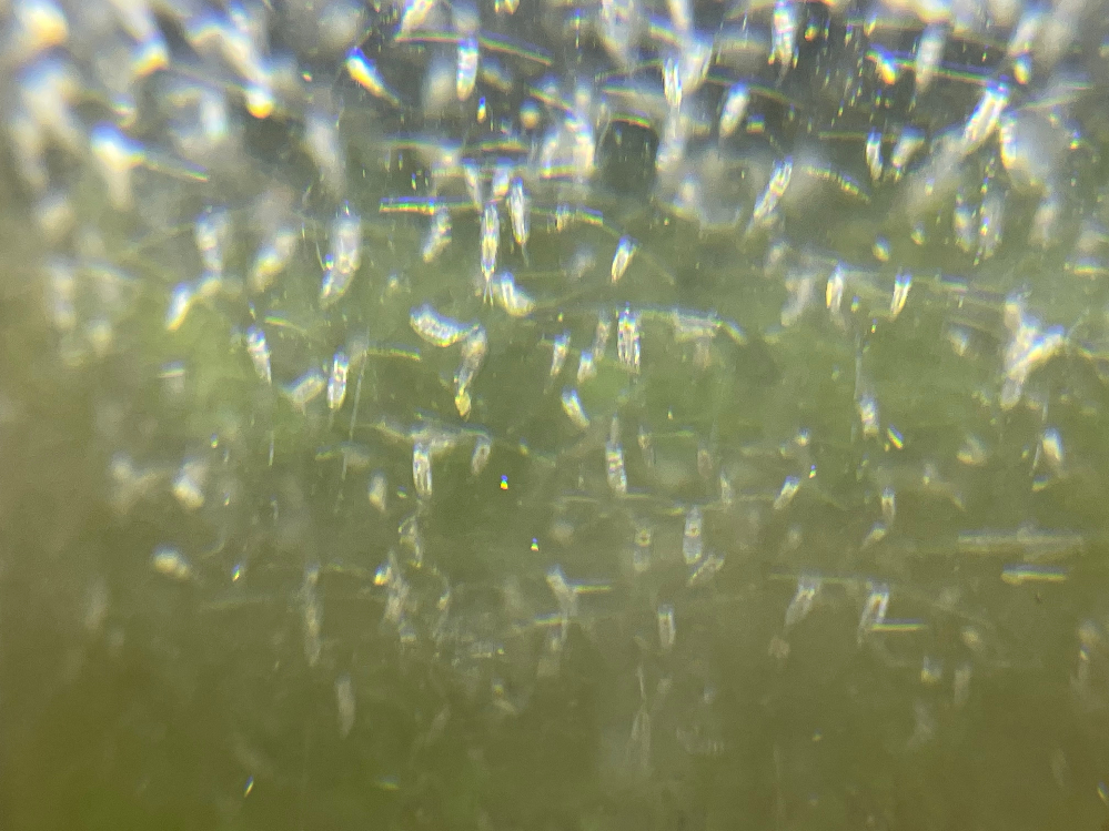 昨夜池で採取したミジンコのような微生物ですが名前がわかりません 満 Yahoo 知恵袋