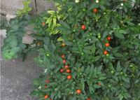 道端に植えてありました このオレンジ色の実のなる植物はなんですか 背丈は５０ Yahoo 知恵袋