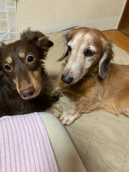 ダックスフンドは好きですか 可愛いですか 愛おしいですか 家 Yahoo 知恵袋