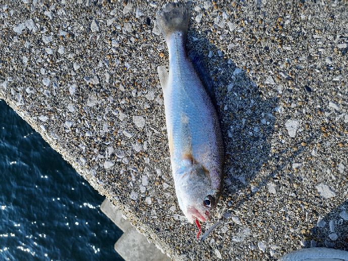 特に流入河川のある漁港で釣れた魚を血抜きするとき、みなさん漁港の 