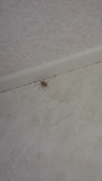 部屋に虫が出たのですが画像に写っているこれはなんという虫でしょうか 足はクモ Yahoo 知恵袋