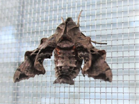 スズメガに毒性はありますか Yahoo 知恵袋