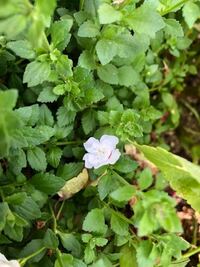 お花の名前教えて下さい 葉っぱの感じがバコパっぽいなと思ったので検索か Yahoo 知恵袋