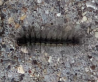 画質悪いのですがこの毛虫の種類分かりますか 近所に大量発生していま Yahoo 知恵袋