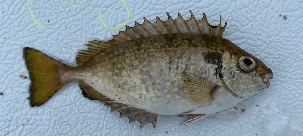 メダカ、ヌマエビ、ドジョウ、カマツカ等が生息する水路で見かけたこの 