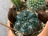 ヒカダマというサボテンに写真のような白い斑点が出てきました これはカビでしょ Yahoo 知恵袋