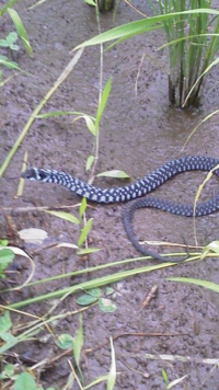このヘビはシロマダラかと思うのですが 同じ模様のヘビが画像検索して Yahoo 知恵袋