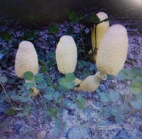 先日 公園で黄色いキノコをみつけました カメラ パソコンからの写真なので不鮮 Yahoo 知恵袋