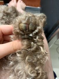 犬の肉球が変です これは病院へ行ったほうがいいですか けばけ Yahoo 知恵袋