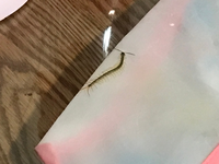 先程家に添付画像のヤスデ かムカデの赤ちゃんが出ました 虫が大の苦手なのです Yahoo 知恵袋