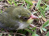 この鳥はなんという鳥でしょうか Yahoo 知恵袋