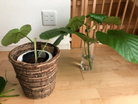 子供がぶつかりウンベラータが折れてしまいました 折れた先側は花瓶に入れて水に Yahoo 知恵袋