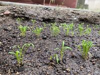 ほうれん草の間引きについての質問です 写真のように最終間引き後の間隔 Yahoo 知恵袋