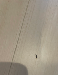 虫に詳しい方に質問です ここ数日 家で添付した写真の虫を毎日見かけ Yahoo 知恵袋