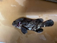 今日魚を釣ったのですが 魚種がわかりませんでした ハタっぽいのです Yahoo 知恵袋