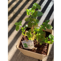 モヒートミントの育て方ハーブ初心者です 先週にも少しずつ葉が黄色くなってきつ Yahoo 知恵袋