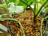 クワズイモの株分け方法を教えて下さい 30センチくらいの芋が横に植えて Yahoo 知恵袋