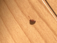 新居に住んでからまずはロフトにこの虫が出ました そのあとは別の部屋 Yahoo 知恵袋