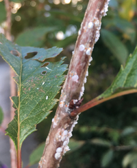 桜の木が真っ白になってしまいました カイガラムシでしょうか 対策な Yahoo 知恵袋