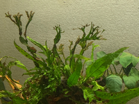 茶ゴケ対策について質問です 成体のコリドラス11匹 稚魚5匹とカラ Yahoo 知恵袋