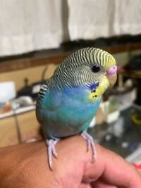 このセキセイインコのカラーの名前を教えてください Yahoo 知恵袋