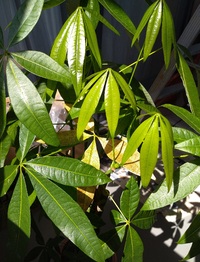 パキラの歯の表面に黄色い斑点ができています これは何かの病気でしょうか Yahoo 知恵袋