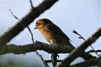 この鳥は何ですか Yahoo 知恵袋