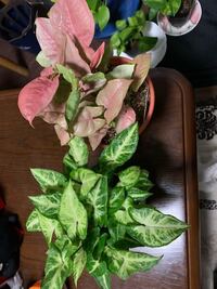 植物ビギナーです シンゴニウムを育てています 成長や日の当たり方な Yahoo 知恵袋