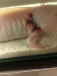 ウーパールーパーを飼っています 結構な頻度で上に空気を吸いに行ってるの Yahoo 知恵袋