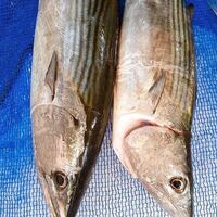 これサワラですか サワラではなくハガツオですね ハガツオh Yahoo 知恵袋