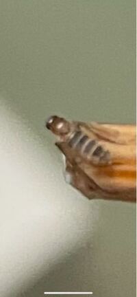 ダンゴムシのえさをなるべく多く教えてください あとは しな Yahoo 知恵袋