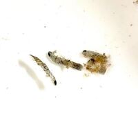 この海洋プランクトンの名前と生息地 砂地or海藻or岩場 などの生 Yahoo 知恵袋