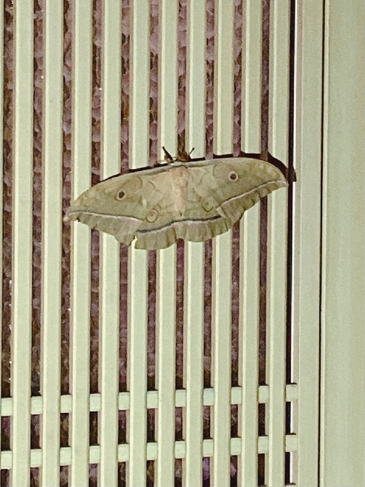 さっき玄関にとまっているのを発見しました。 この蛾はヤママユガで合ってますか?