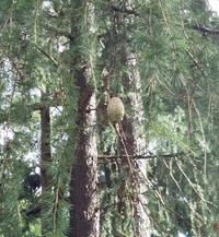 松ぼっくりの木の名前を教えてください 岐阜県川辺町の山で植樹 撮影211 Yahoo 知恵袋