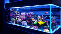 熱帯魚を飼ってる方に質問熱帯魚の水槽って青白いランプをつけてるイメージですが Yahoo 知恵袋