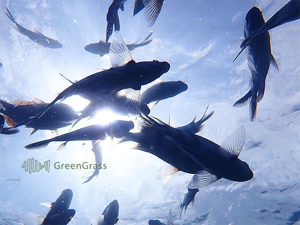 至急です。 - このお魚の名前を教えて欲しいです。ネット検索で出て 