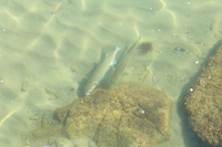 こちらの魚は何という魚でしょうか 島根県西部の沿岸で見かけて 体長は50セ Yahoo 知恵袋