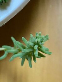 多肉の寄せ植えで買ったので 名前が分からず パリダムやヒスパニ Yahoo 知恵袋