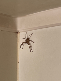 この蜘蛛はアシダカクモ でしょうか 一応 そのままほっといても大丈 Yahoo 知恵袋