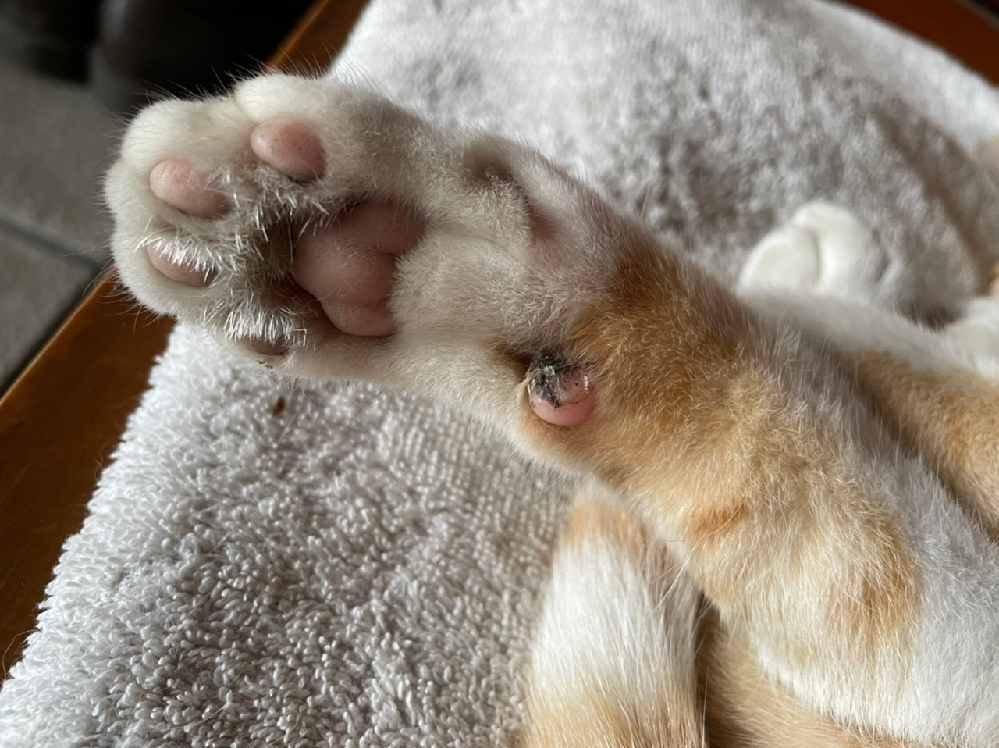 獣医師から、処方されたオンシオールという薬なんですが、間違えて1日 