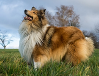 犬種を教えて下さいコリーの小さい犬種は何と言う犬種でしたっけ コリ Yahoo 知恵袋