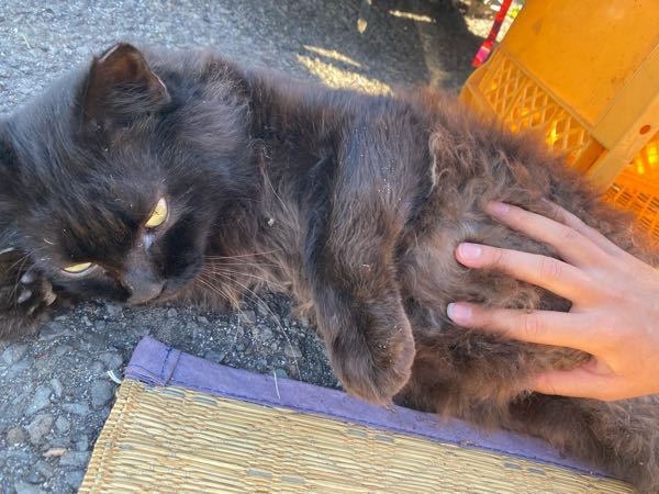 恵まれた地域猫についてです。 - 出会ったのは2月。引越し先でこの 