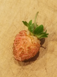 水耕栽培2年目のいちごが固く白っぽくなります 写真のような状態で 今季 Yahoo 知恵袋