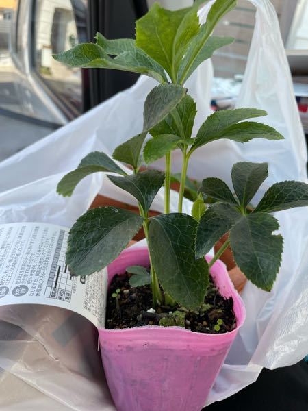 このクリスマスローズは開花見込みありますか それとも数年後で Yahoo 知恵袋